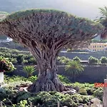 Vistas De Icod Διαμέρισμα Icod De Los Vinos