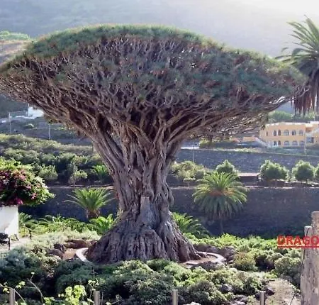 Vistas De Icod Apartamento Icod De Los Vinos